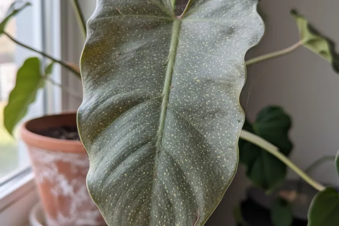 Dry dusty leaves from early spider mites