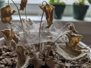 Dry, Dusty Leaves and Spider Mite Infestation