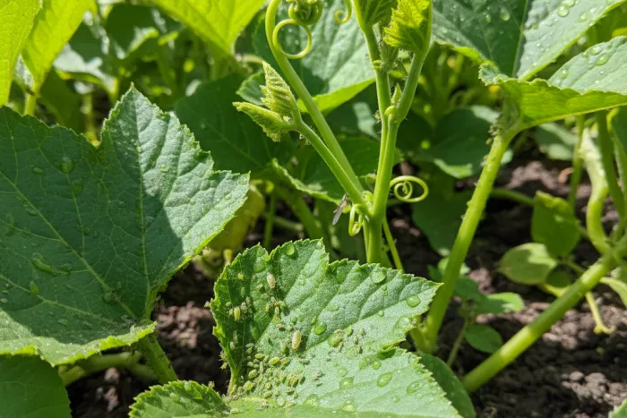 Aphid control and prevention for vegetable plants