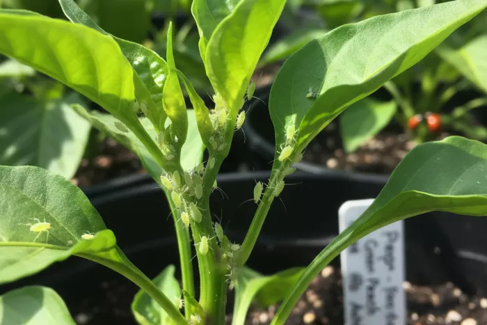 Aphid infestation control on vegetable plants