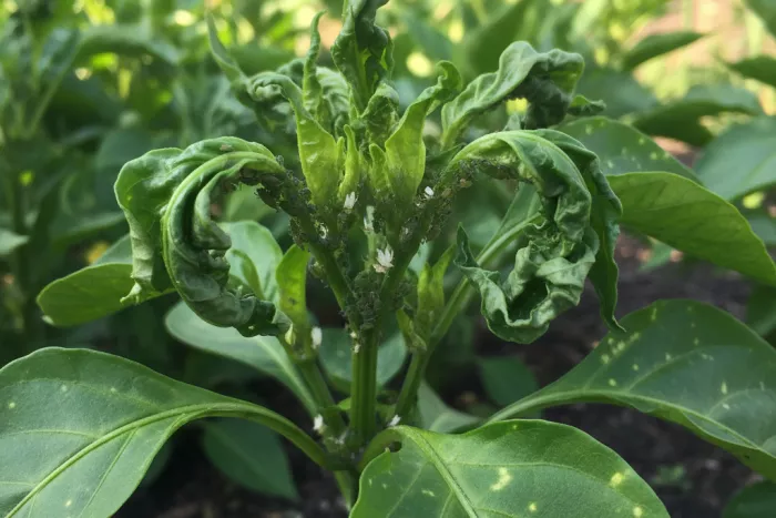 Aphid damage symptoms on vegetable plants
