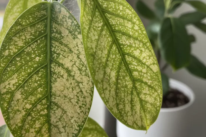 Spider mite stippling versus nutrient deficiency patterns