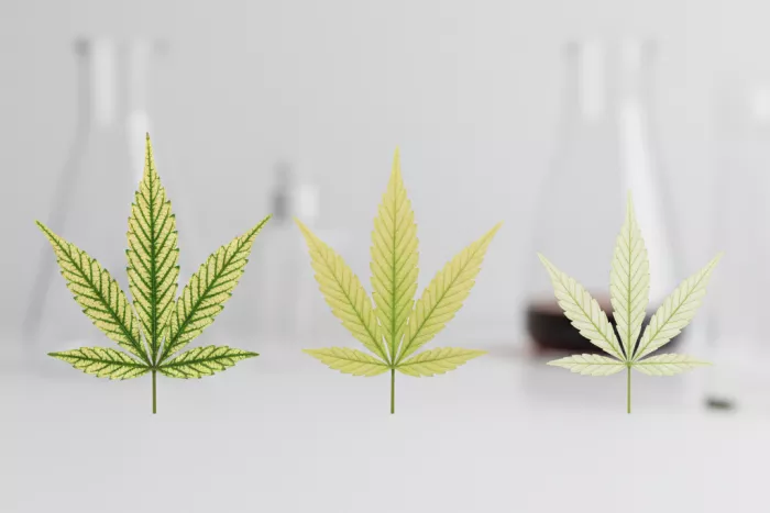 Organized leaf discoloration from nutrient deficiency