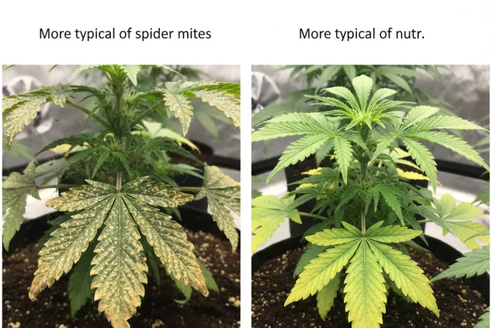 Spider mite speckling versus nutrient deficiency symptoms