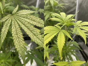 Spider Mite Damage vs Nutrient Deficiency