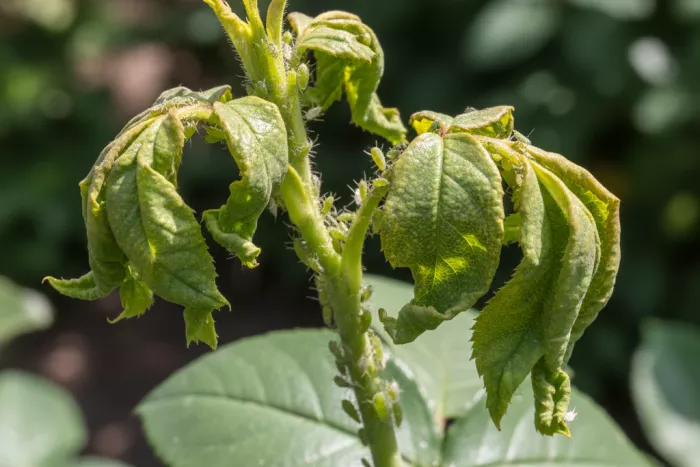 Aphid damage on ornamental shrub new growth