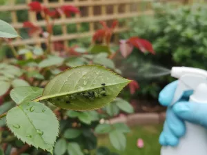 Aphids on Ornamental Shrubs – Practical Solutions