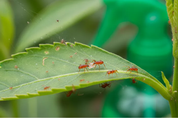 Beneficial insects for natural spider mite control