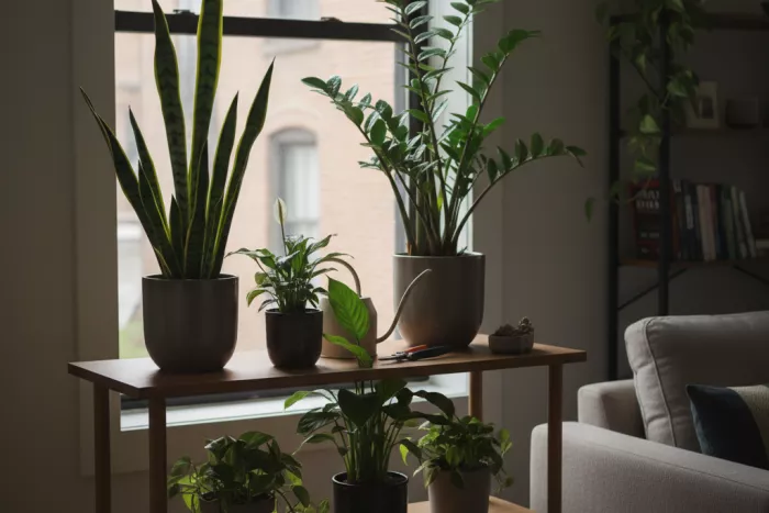Low-light apartment plants for indirect sunlight
