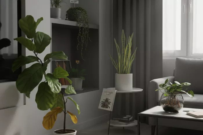 Low-light apartment plants care and placement