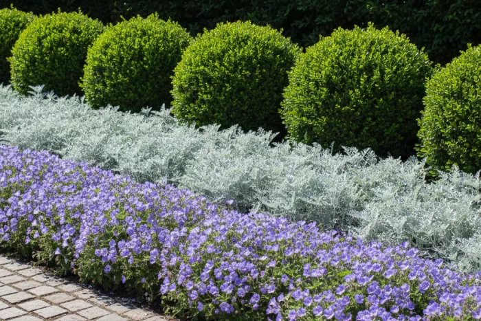 Compact full sun border edging plants
