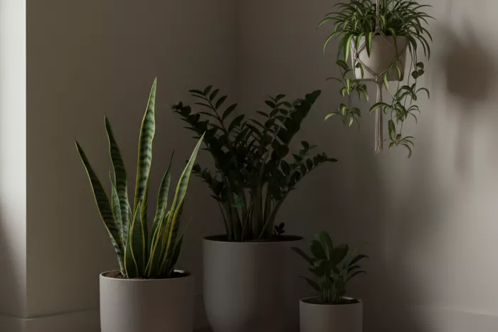 Hardy low-light indoor plants for dark corners