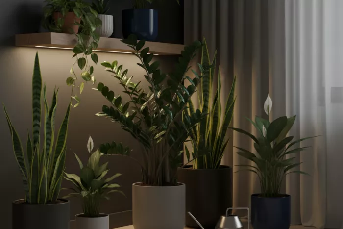 Hardy low-light indoor plants for dark corners