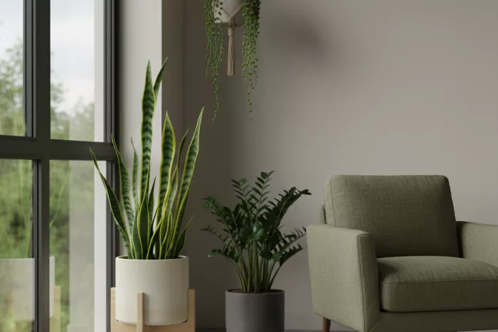 Hardy Indoor Plants for Dark Corners
