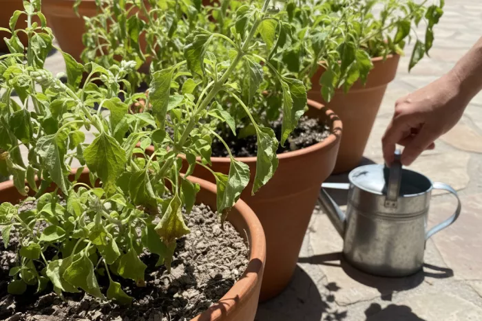 Heat stress signs in full sun plants