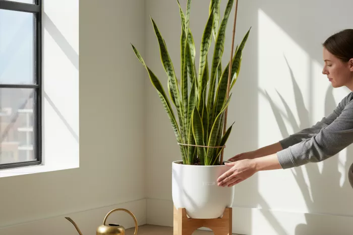 Tall low-light corner plants upright growth maintenance