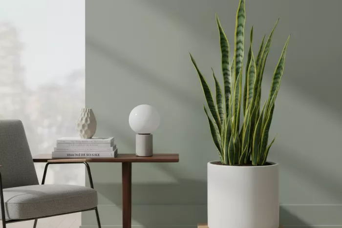 Tall low-light corner plants for visual balance