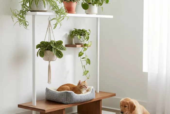 Pet-safe low-light houseplant placement tips