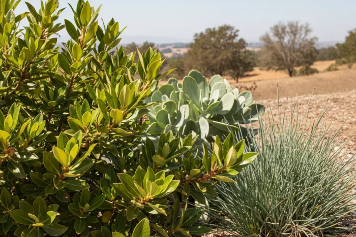 Full-sun drought-tolerant plant water-saving adaptations