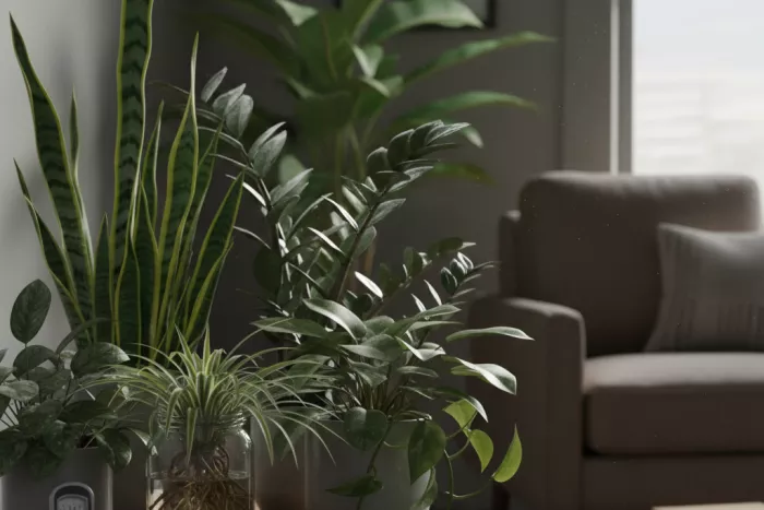 Low-light air-purifying houseplants for cleaner indoor air