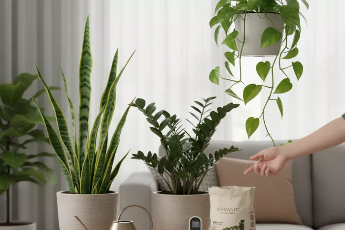 Low-light air-purifying plant care and watering