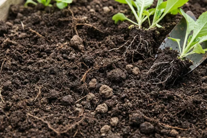 Well-draining nutrient-rich soil for healthy roots