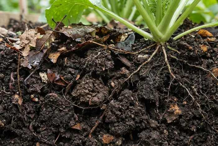 Organic matter-rich soil for healthy plants