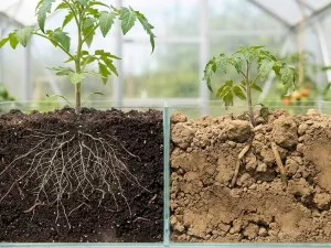 Why Soil Texture Matters for Plant Roots