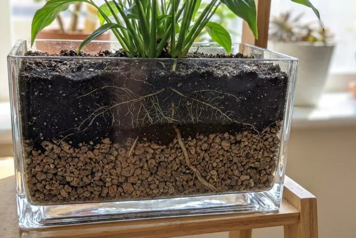 Root behavior in layered potting soil