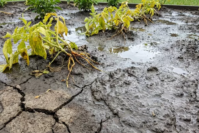 Signs of poor soil drainage in plants