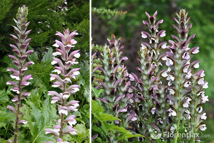 Acanthus mollis flowering plant with tall spiked blooms