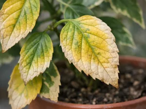 Yellow Leaf Edges Turning Pale or Fading