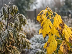 Cold Damage and Yellow Leaves Explained
