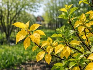 Yellow Leaves During Spring Growth Period