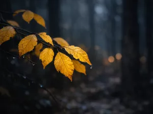 Yellow Leaves in Low Light Conditions