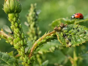 Why Aphids Keep Coming Back