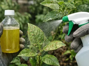 Neem Oil for Spider Mite Control – When to Apply