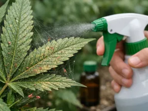 When to Use Miticide for Spider Mites