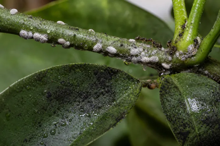 Honeydew-producing scale and mealybug infestation