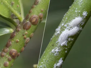 Scale Insects vs Mealybugs: Key Differences