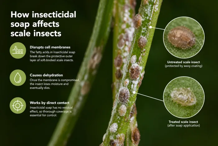insecticidal soap treatment for scale insects