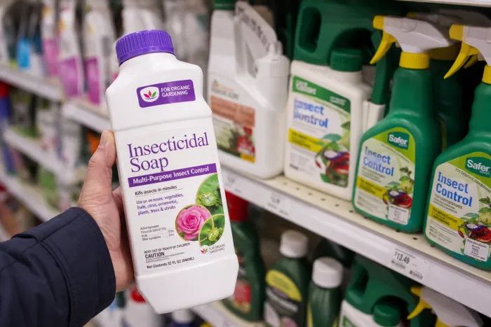 Insecticidal soap application for scale control