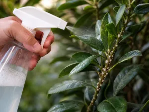 Insecticidal Soap for Scale Insects: How to Use It