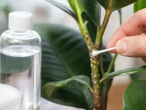 Rubbing Alcohol for Scale Insects: Safe Use