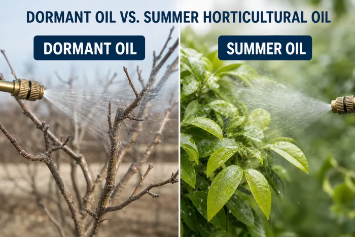horticultural oil treatment for scale insects