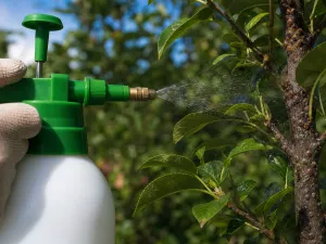 Horticultural Oil for Scale Insects: Application Guide